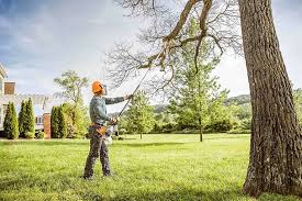 Best Palm Tree Trimming  in Springville, IA